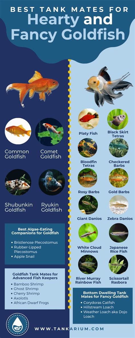 27 of the Best Goldfish Tank Mates for a Happy and Healthy Aquarium