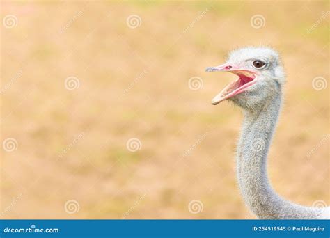 Funny Ostrich Face Ostrich Head Looking At Camera Open Beak Stock