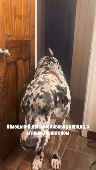 10 порід собак з Німеччини #собаки #цікавіфакти - YouTube