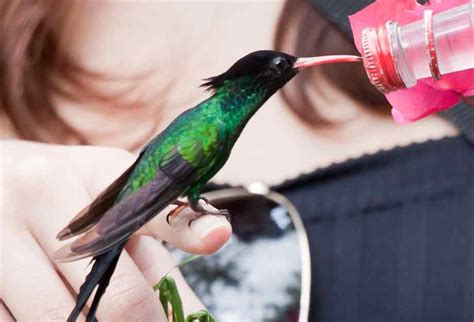 What Jamaican Birds are at Rocklands bird sanctuary Tour