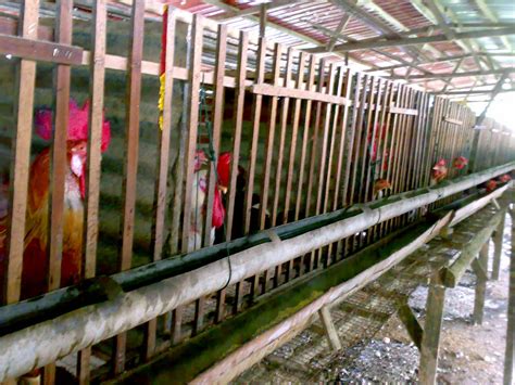 Tanjung Labuh Agro Farm Ladang Ternakan Ayam Kampung Crossbreading