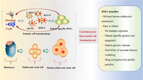 Stem Cell And Exosome Therapies For Regenerating Damaged Myocardium In