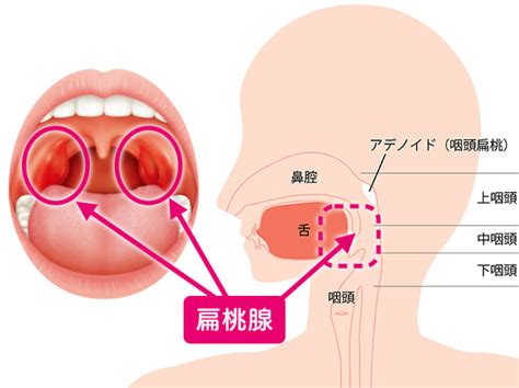 舌扁桃の図