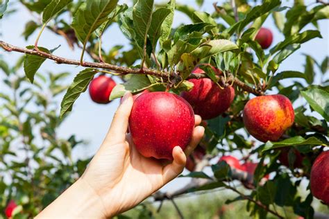 Its California Apple Picking Season At These Stunning Orchards