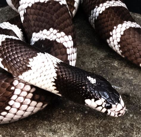 California Kingsnake - Facts, Diet, Habitat & Pictures - Once in a Wild