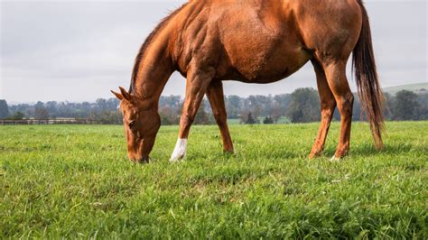 Planning a Diverse Horse Pasture - Renovo Seed