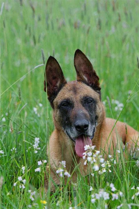 belgian malinois  good family dog  dog advisor