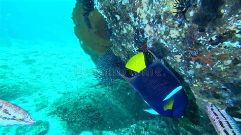 Scuba Diving In Cabo Pulmo Baja California Stock Video Video Of Reefs