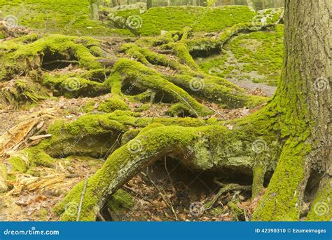 Moss Tree Roots Forest Photo Stock Image Du Fond Grand 42390310