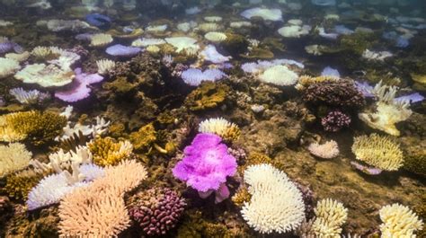 Berliner Tageszeitung La Gran Barrera De Coral Australiana Sufre El