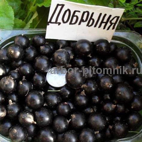 Саженцы черной смородины Добрыня купить в Москве и Подмосковье