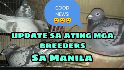 Update Sa Ating Mga Breeders Sa Manila Youtube