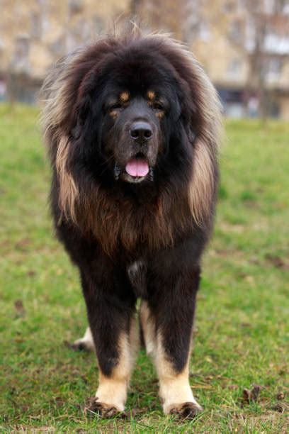 180+ Black Tibetan Mastiff Stock Photos, Pictures & Royalty-Free Images - iStock