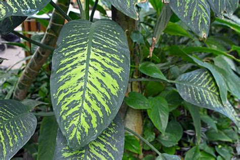 Identifying Common Houseplants With 6 Leaves A Beginners Guide