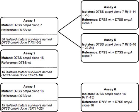 Figure From The Importance Of Outer Membrane Protein A In Serum