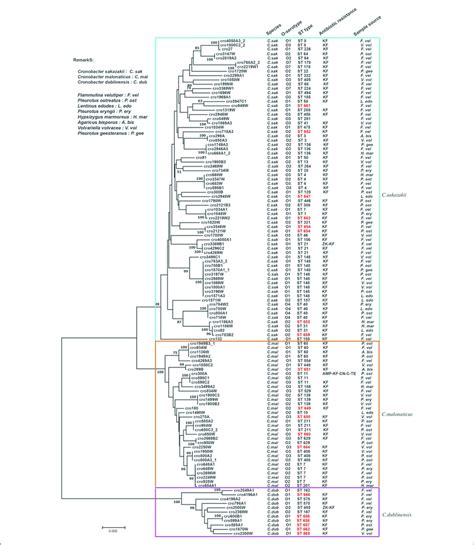 | Neighbor-joining phylogenetic tree based on the seven MLST loci ...