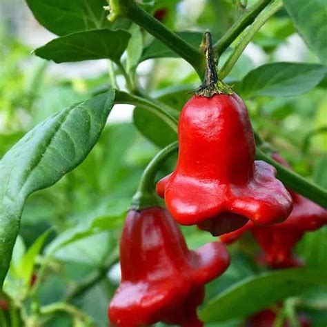 Spicy Food, Chili Pepper & Hot Sauce Recipes - Chili Pepper Madness ...