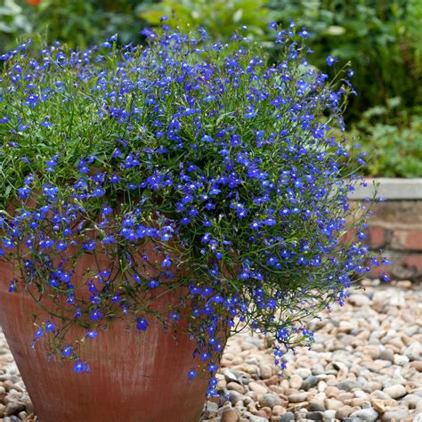 Special Offers for Everything Garden