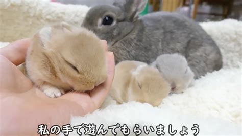 遊び足りない赤ちゃんうさぎを手に乗せたら そのままスヤァする姿に「天使だぁ」「かわいすぎて口に入れたい」 ねとらぼ