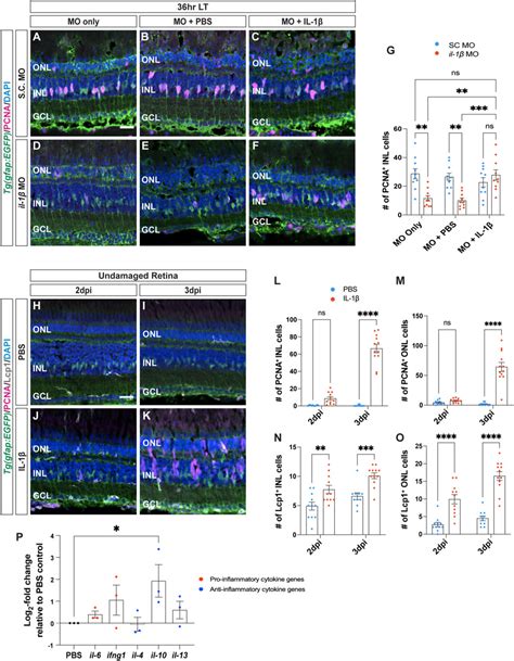 Frontiers Cytokines Il 1β And Il 10 Are Required For Müller Glia