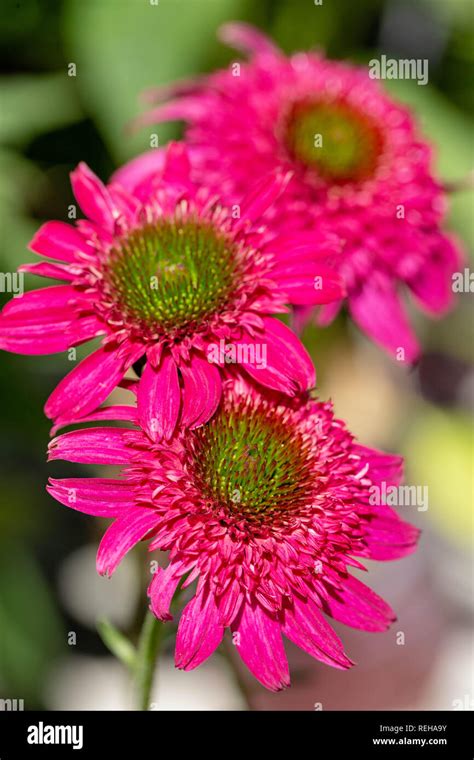 Echinacea Blooms Hi Res Stock Photography And Images Alamy