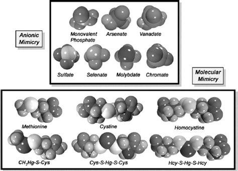 Space Filled Models Of Selected Mercuric Conjugates And Oxyanions