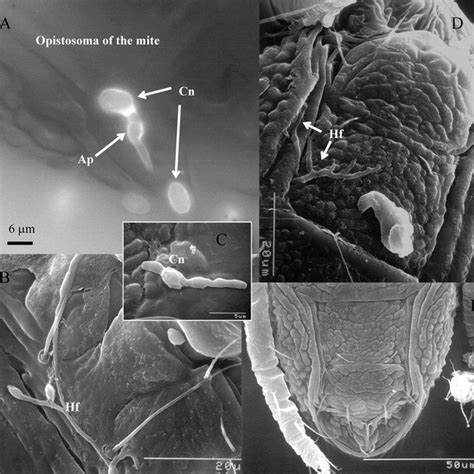 Pdf Pathogenicity Of Metarhizium Anisopliae Var Acridum To The False