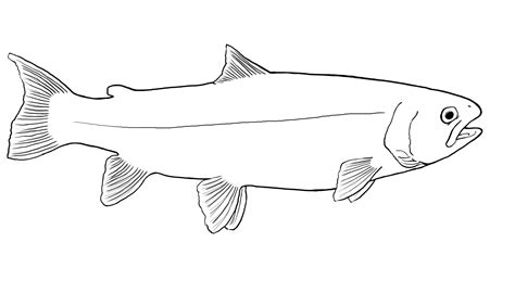 Salmon Outline Drawing Images Coloring Pages Salmon Drawing Fish