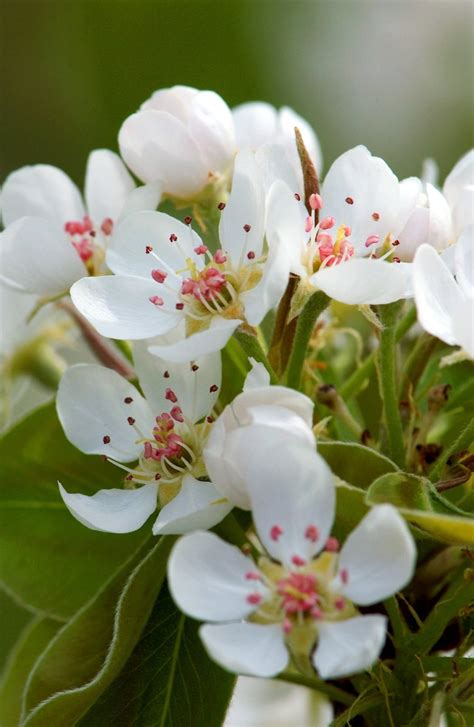 Free Pear Blossoms Stock Photo