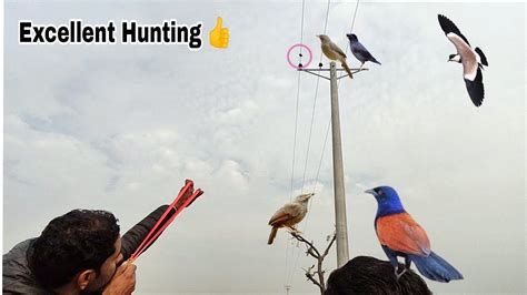 Excellent Birds Hunting With Slingshot YouTube