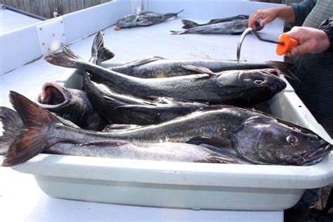 Newport Pier — Mcfadden Wharf Pier Fishing In California