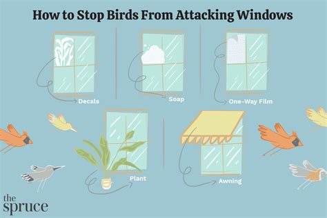 Methods To Prevent Birds From Flying Into Windows Nature Blog Network