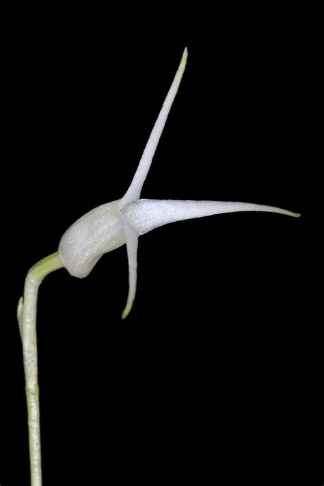 Masdevallia Guttierezii Wiel Driessen Flickr