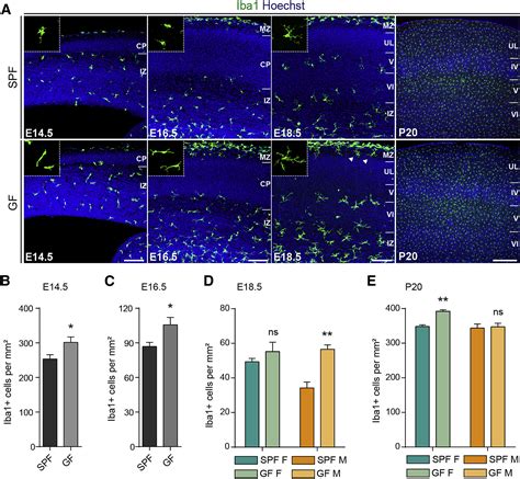 Microbiome Influences Prenatal And Adult Microglia In A Sex Specific Manner Cell
