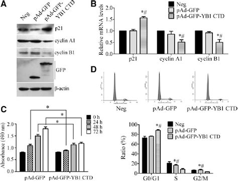 Table 1 From The Role Of The Y Box Binding Protein 1 C Terminal Domain