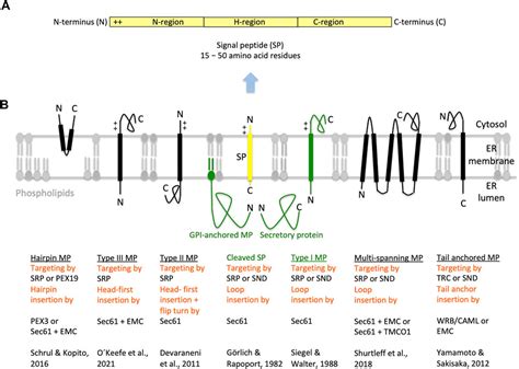 Frontiers Signal Peptide Features Determining The Substrate