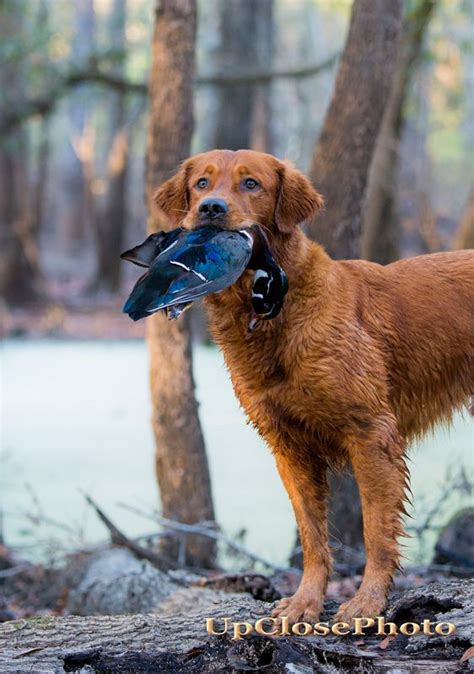 Duck Hunting Golden Retrievers