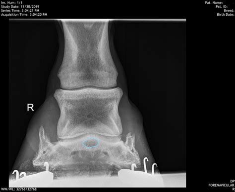 December Navicular Cyst Swiftsure Equine