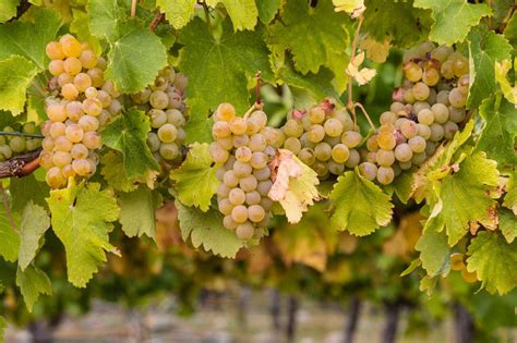 Why Chablis is the Purest Chardonnay | Wine Enthusiast