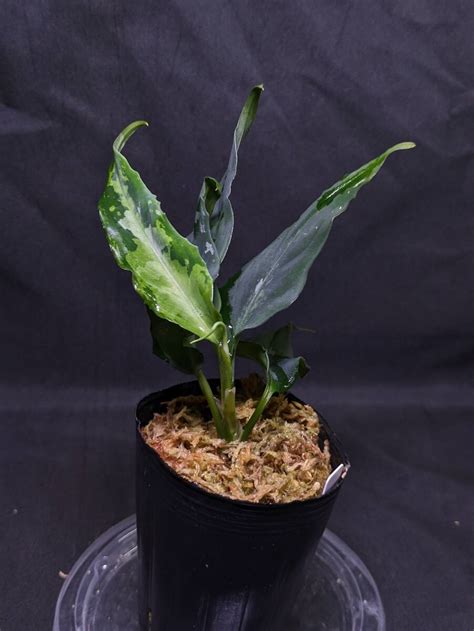 Yahoo Aglaonema Pictum From Aceh Sumatera