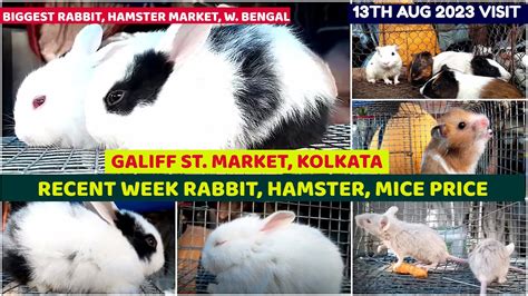 Recent Week Rabbit Hamster Mice Price Galiff Street Cheapest Pet