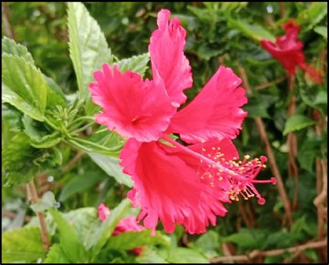 Hibiscus Rosa Sinensis L Flower Download Scientific Diagram