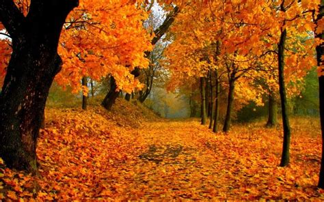 Gli Posti Pi Belli Per Ammirare Il Foliage In Italia