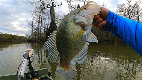 Fall Cold Water Crappie Crappie Fishing Mindovermetal English