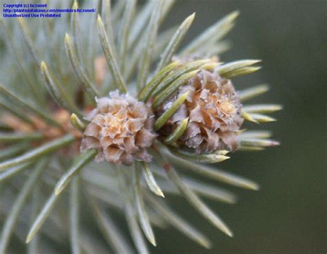 PlantFiles Pictures Colorado Spruce Blue Spruce Picea Pungens 1 By