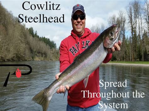 Cowlitz Steelhead Spread Throughout The System Pautzke Bait Co