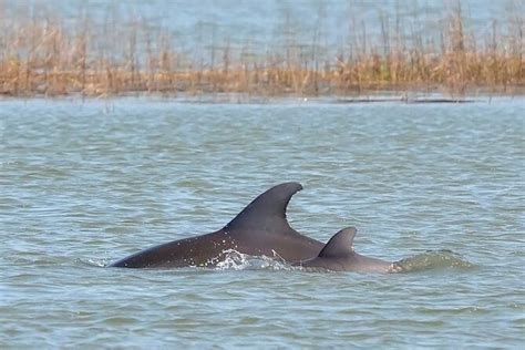 1 Hour Private Dolphin Tour Hilton Head Island 2024