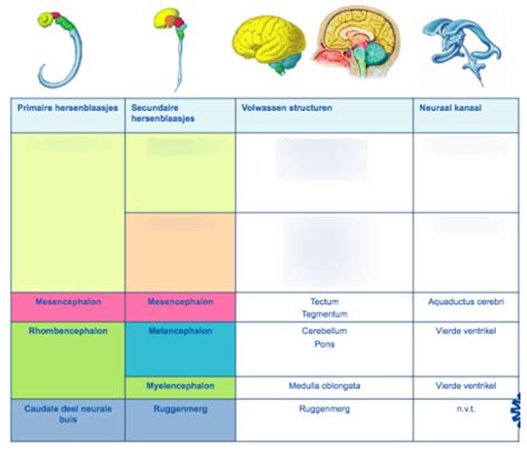 week 6; ontwikkeling hersenen 1 Diagram | Quizlet