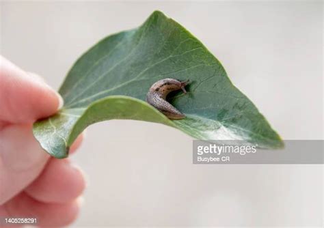 139 Greasy Hands Food Stock Photos High Res Pictures And Images