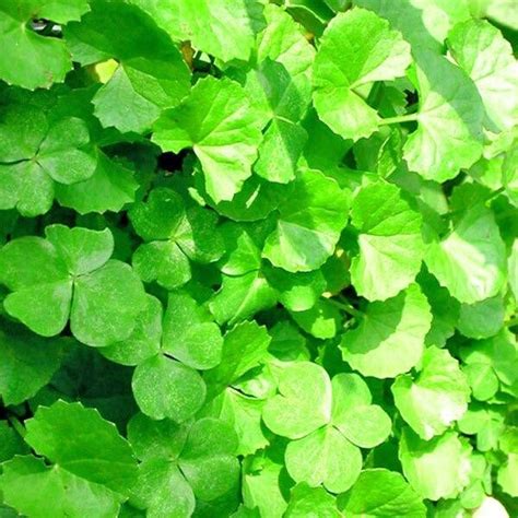 Green Leaves Are Growing On The Side Of A Building